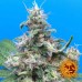 Blue Cheese - Barney's Farm